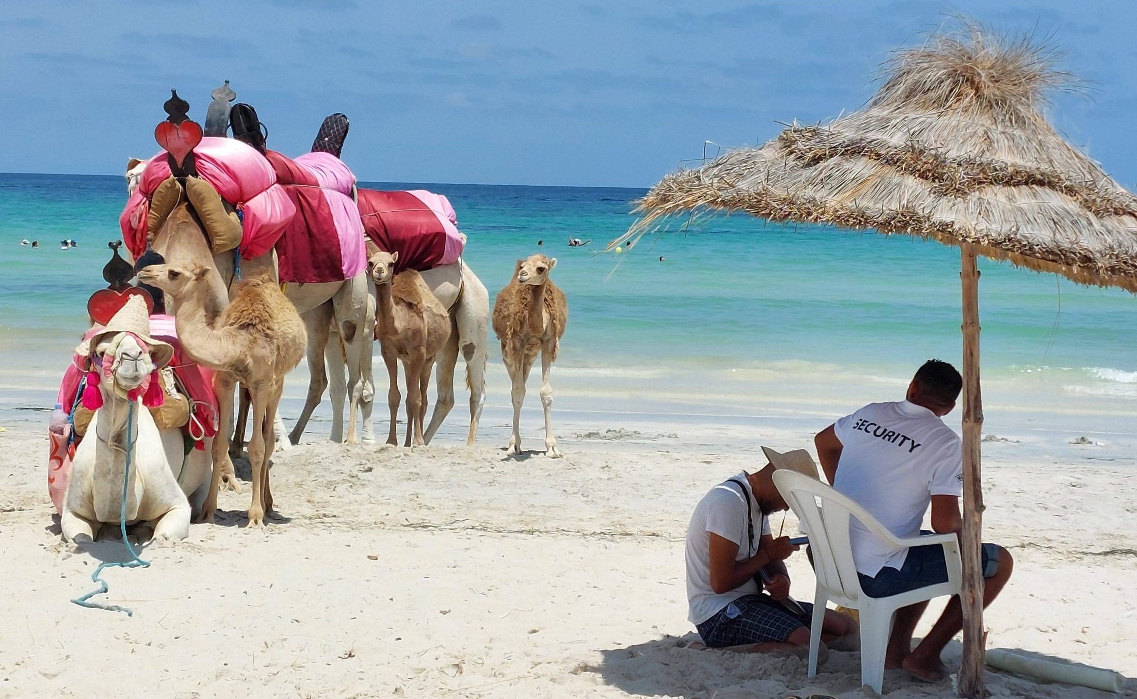 Spiaggia tunisina con dromedari